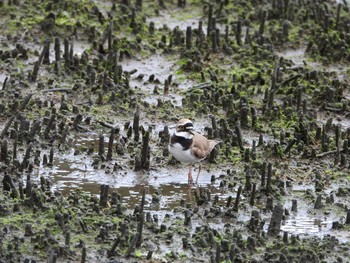 コチドリ 東京港野鳥公園 2019年5月2日(木)