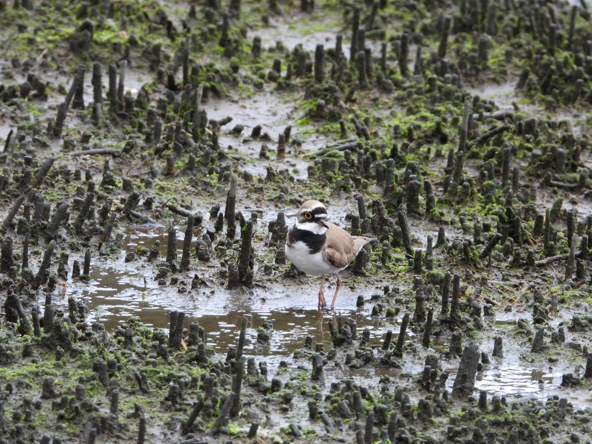 Little Ringed Plover