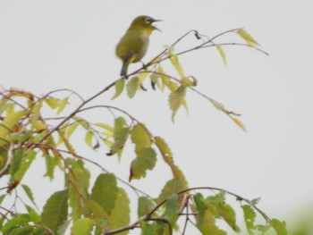 Warbling White-eye Tokyo Port Wild Bird Park Thu, 5/2/2019