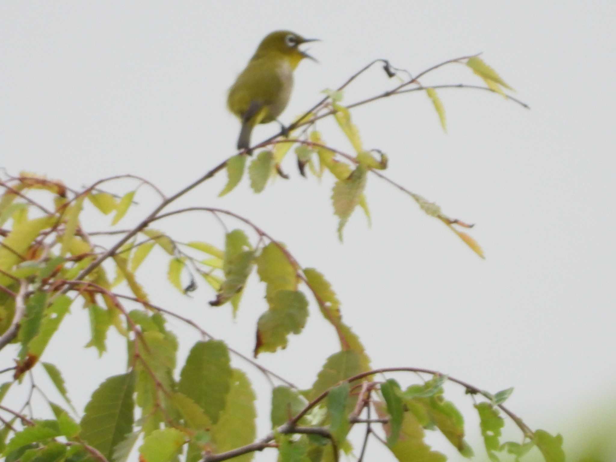 Warbling White-eye