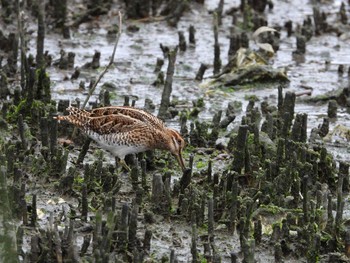 Common Snipe Tokyo Port Wild Bird Park Thu, 5/2/2019