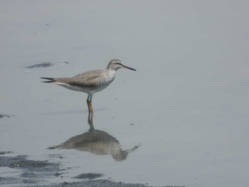 Grey-tailed Tattler Tokyo Port Wild Bird Park Thu, 5/2/2019