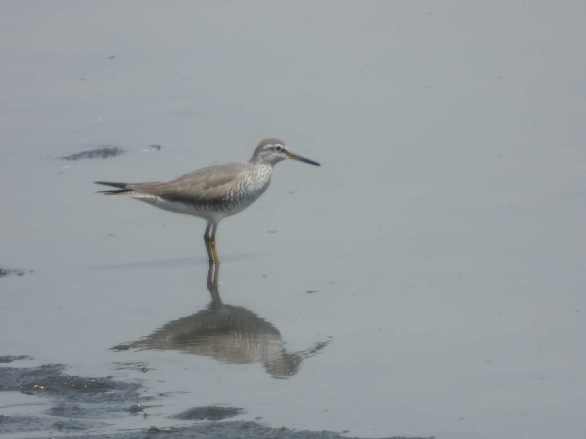 東京港野鳥公園 キアシシギの写真 by サジタリウスの眼