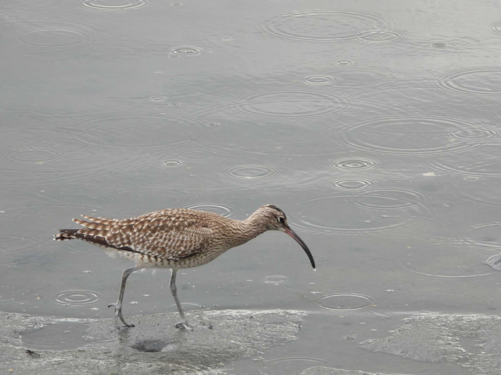 東京港野鳥公園 チュウシャクシギの写真 by サジタリウスの眼