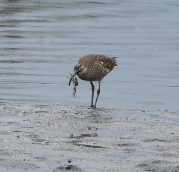 Eurasian Whimbrel Tokyo Port Wild Bird Park Thu, 5/2/2019