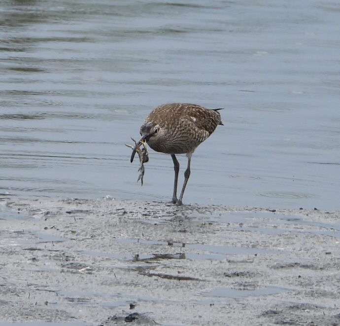 Photo of Eurasian Whimbrel at Tokyo Port Wild Bird Park by サジタリウスの眼