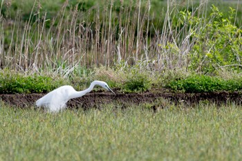 APO 150-500mm F5-6.3 DG OS HSM (ニコン用)で撮影された野鳥写真 APO 150-500mm F5-6.3 DG OS HSM (ニコン用)で撮影された野鳥写真