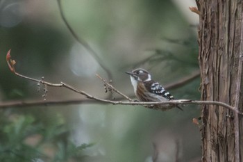 APO 150-500mm F5-6.3 DG OS HSM (ニコン用)で撮影された野鳥写真 APO 150-500mm F5-6.3 DG OS HSM (ニコン用)で撮影された野鳥写真