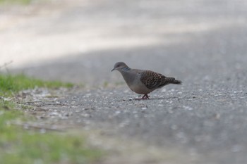 APO 150-500mm F5-6.3 DG OS HSM (ニコン用)で撮影された野鳥写真 APO 150-500mm F5-6.3 DG OS HSM (ニコン用)で撮影された野鳥写真