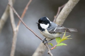 ヒガラ 北海道 函館市 見晴公園 2019年5月2日(木)