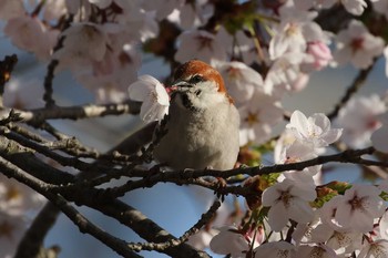 ニュウナイスズメ 北海道 函館市 見晴公園 2019年5月2日(木)