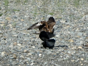 2019年5月2日(木) 相模川の野鳥観察記録