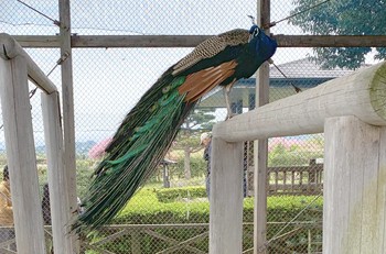 Indian Peafowl 瓢湖 Tue, 4/30/2019