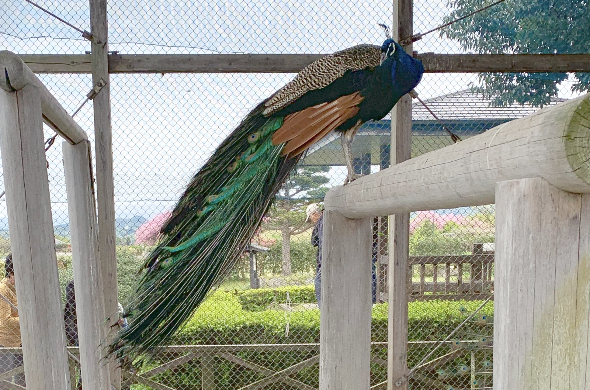 Photo of Indian Peafowl at 瓢湖 by 倶利伽羅