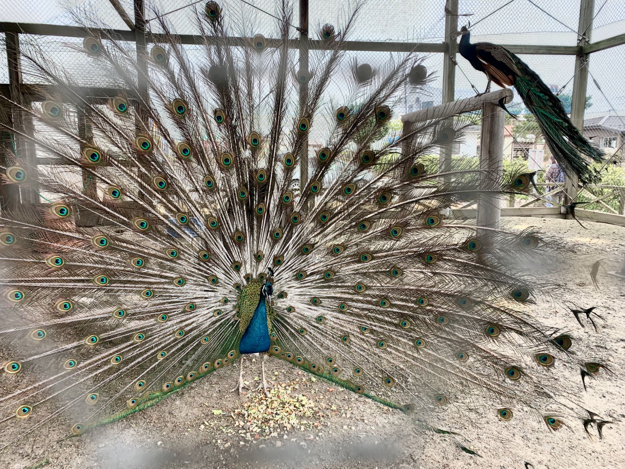 Photo of Indian Peafowl at 瓢湖 by 倶利伽羅