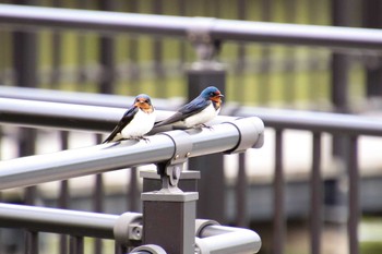 ツバメ 埼玉県 2019年4月30日(火)