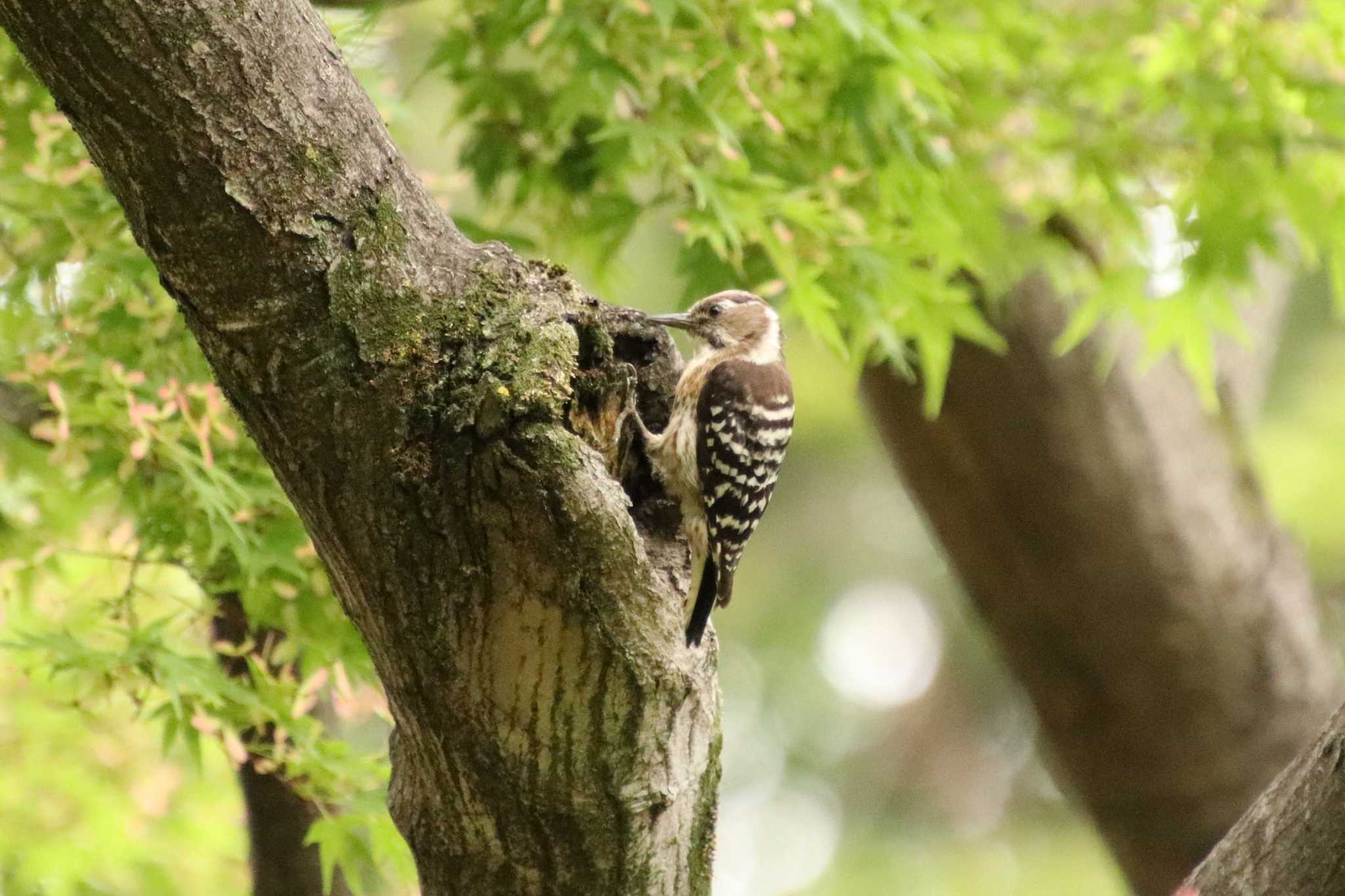 六義園 コゲラの写真 by song