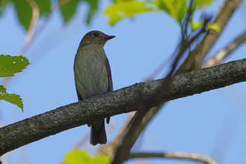 Narcissus Flycatcher 東京都多摩地域 Thu, 5/2/2019