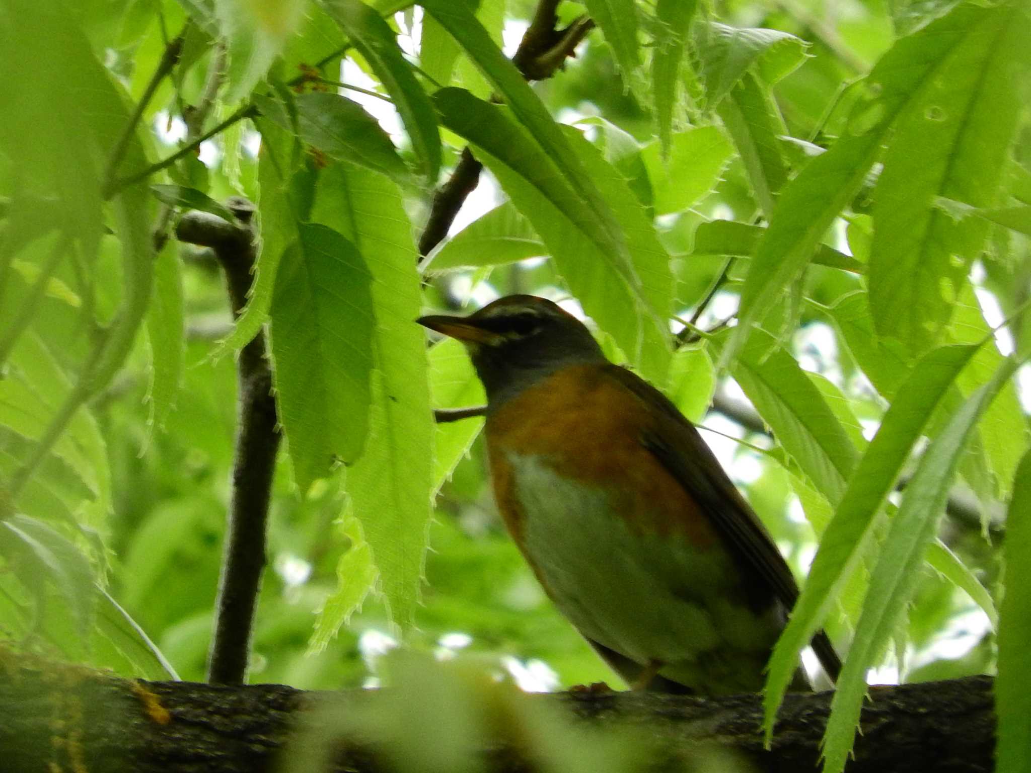 Eyebrowed Thrush