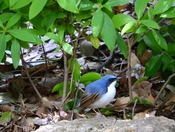 2019年4月27日(土) 大阪城公園の野鳥観察記録