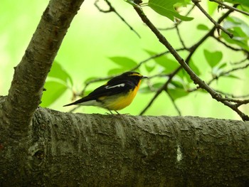 Sun, 4/28/2019 Birding report at Osaka Tsurumi Ryokuchi