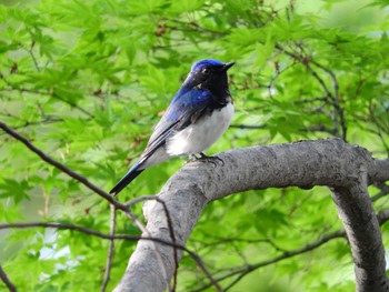 オオルリ 大阪城公園 2019年4月27日(土)