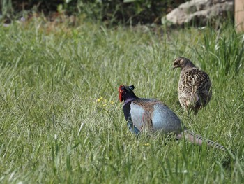 Green Pheasant 岐阜県揖斐郡 Thu, 5/2/2019