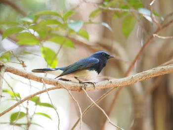 Blue-and-white Flycatcher Unknown Spots Thu, 5/2/2019