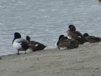 スズガモ 葛西臨海公園 2019年5月2日(木)