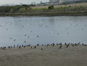 スズガモ 葛西臨海公園 2019年5月2日(木)