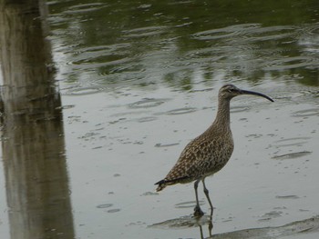 チュウシャクシギ 葛西臨海公園 2019年5月2日(木)