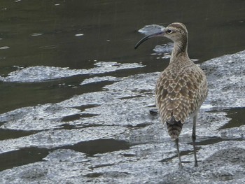 チュウシャクシギ 葛西臨海公園 2019年5月2日(木)