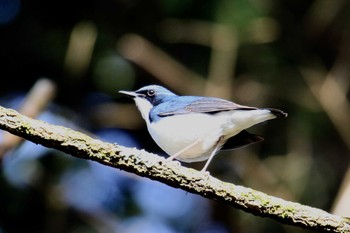 Siberian Blue Robin 裾野市 Fri, 5/3/2019