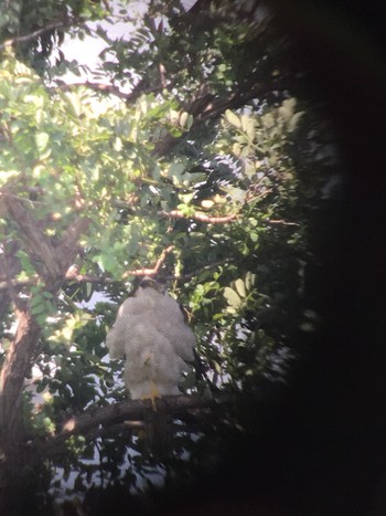 オオタカ 東京港野鳥公園 2018年7月29日(日)