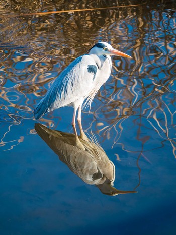 アオサギ 岸根公園 2019年1月14日(月)