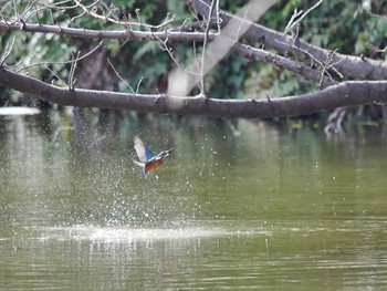 カワセミ 菊名池公園 2019年2月10日(日)