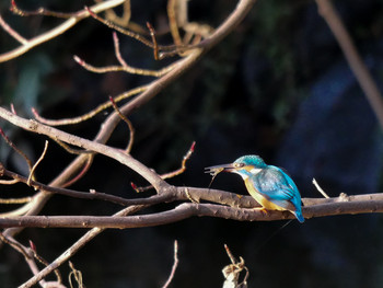 カワセミ 菊名池公園 2019年1月19日(土)