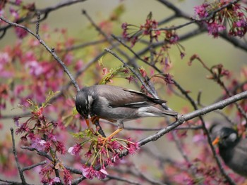 ムクドリ 三ツ池公園(横浜市鶴見区) 2019年4月7日(日)