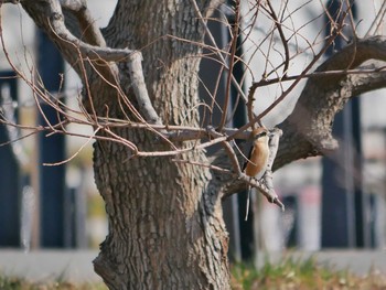 モズ 新横浜公園 2019年2月23日(土)