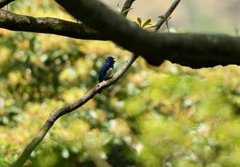 オオルリ 竜門渓谷 2019年5月2日(木)