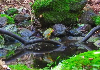 Red-billed Leiothrix 雲仙あざみ谷 Wed, 7/11/2018