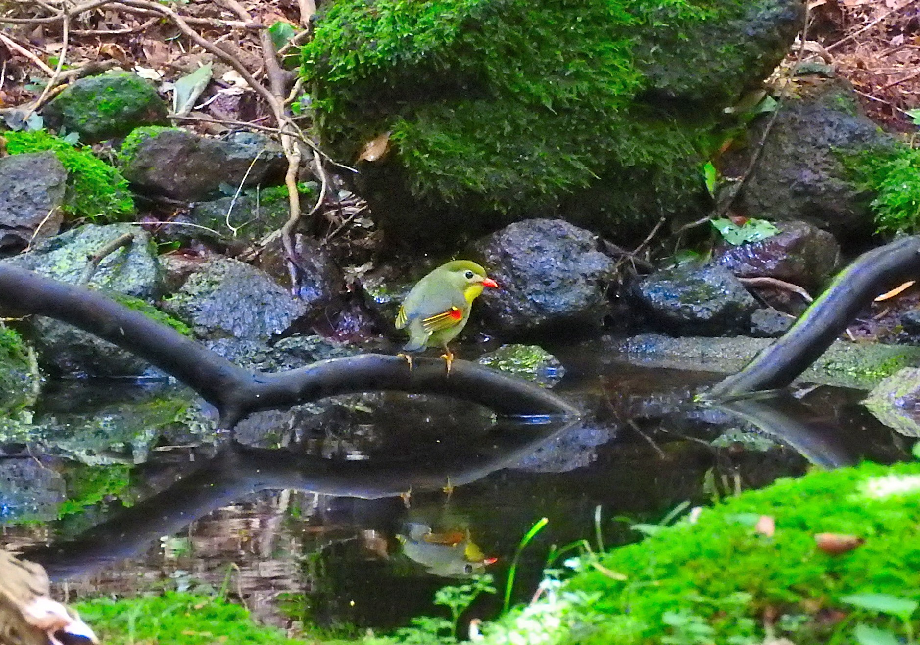 Photo of Red-billed Leiothrix at 雲仙あざみ谷 by M Yama