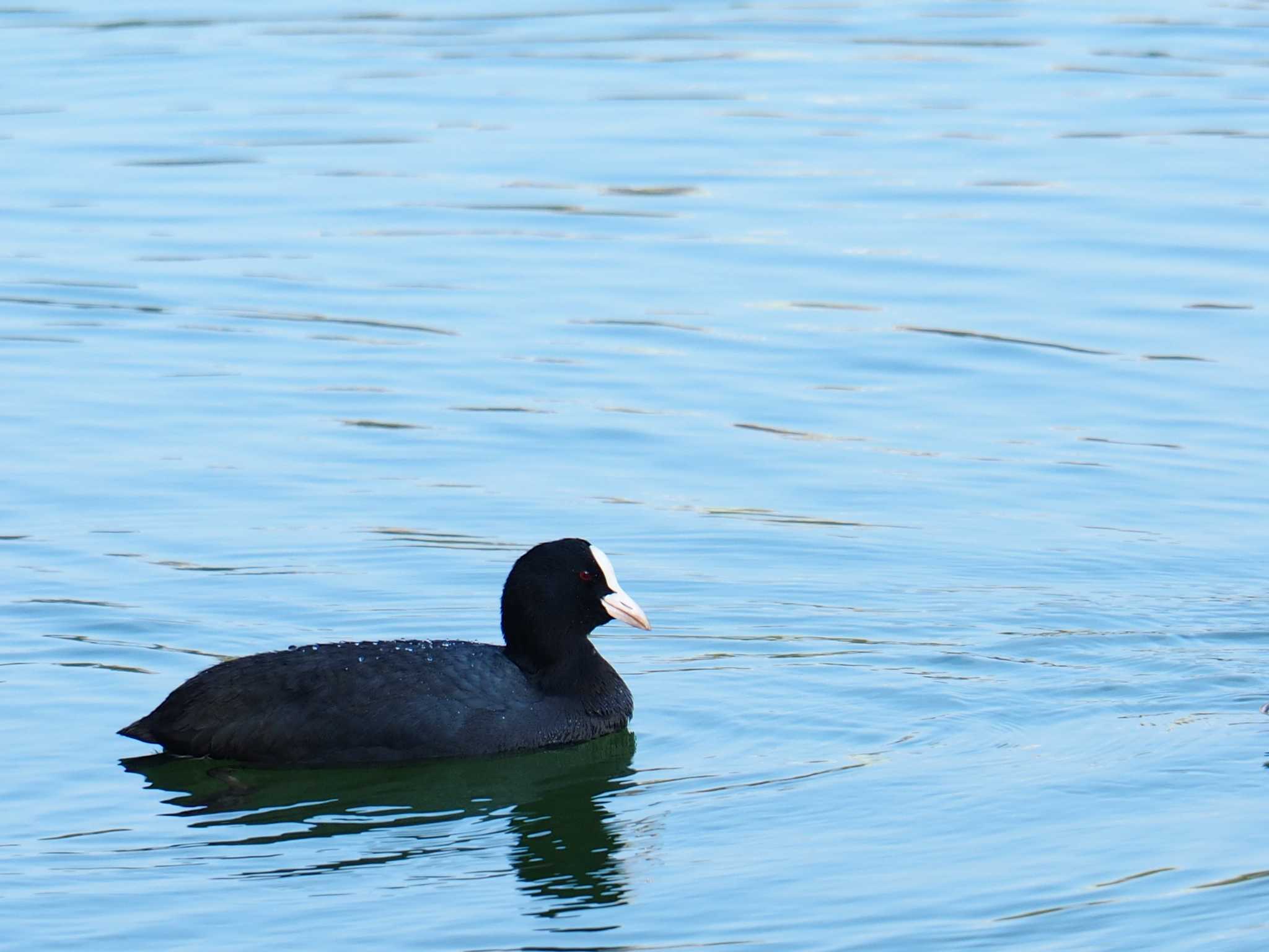 Photo of Eurasian Coot at 大濠公園 by Shimitake85