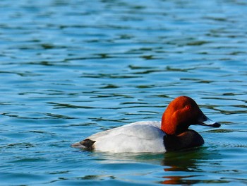 ホシハジロ 大濠公園 2018年11月29日(木)