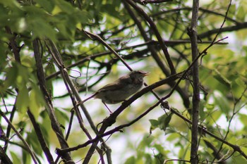 ウグイス 引地川親水公園 2019年5月3日(金)