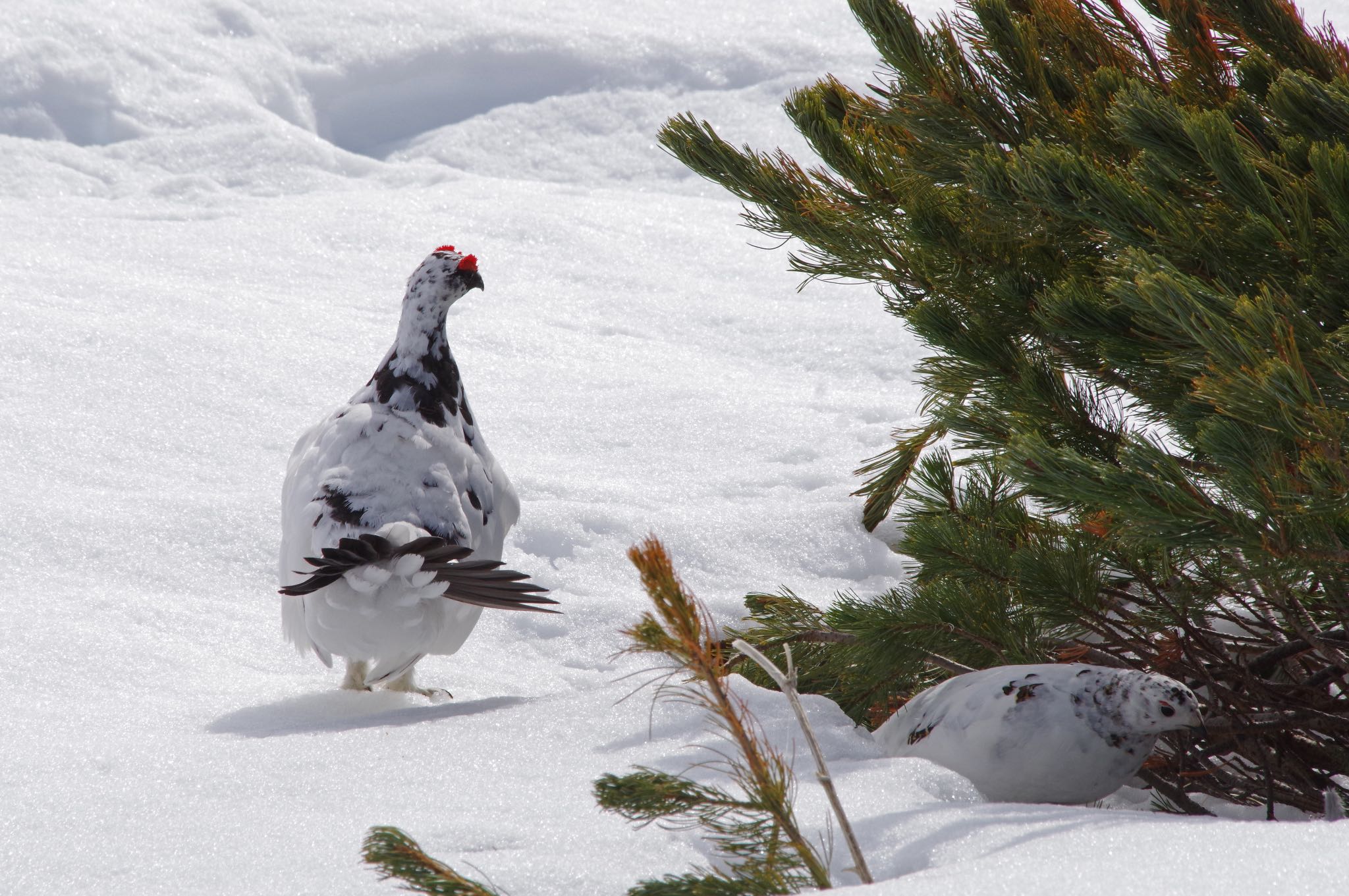 Photo of Rock Ptarmigan at Murododaira by SPR