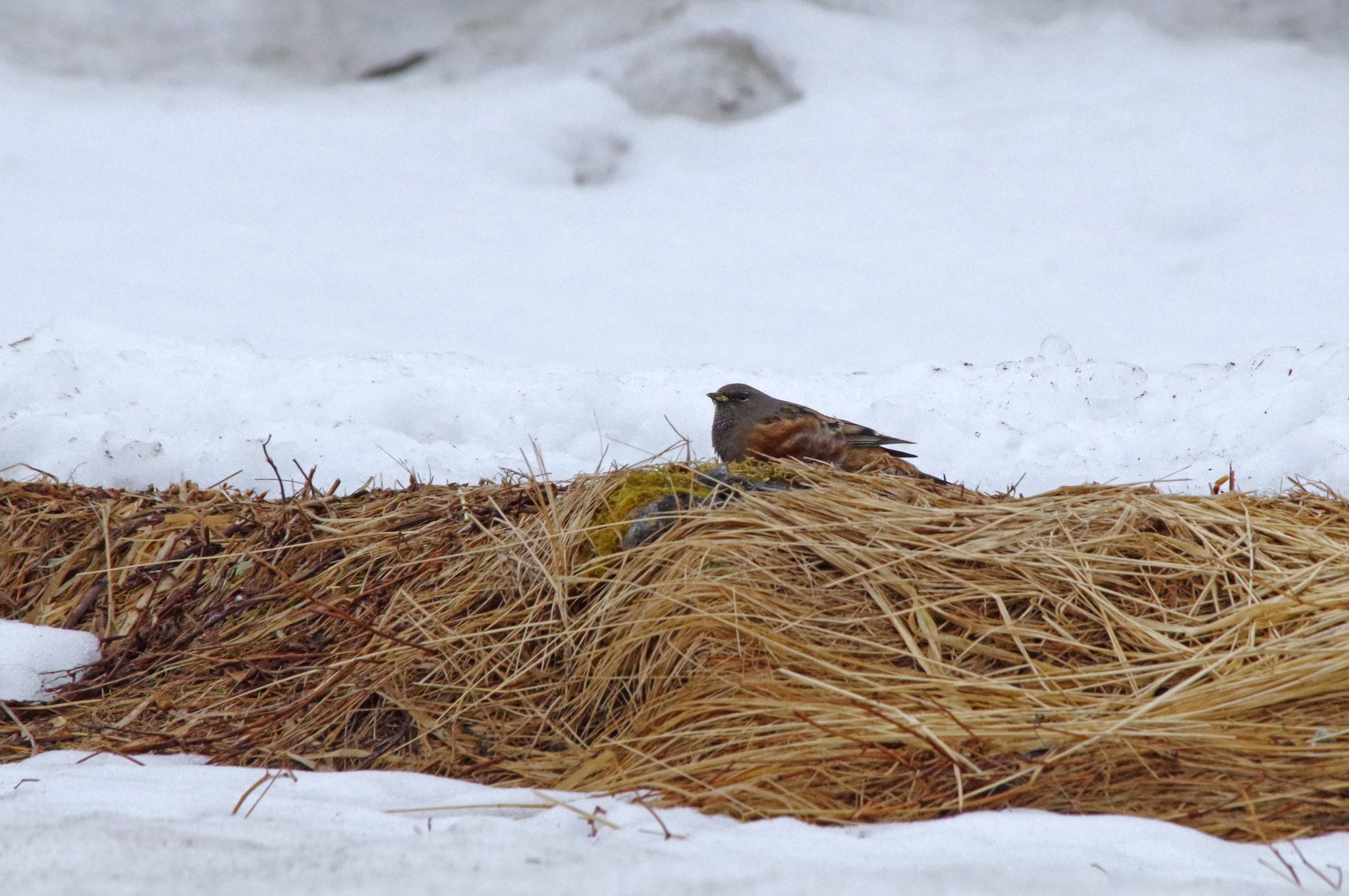 Photo of Alpine Accentor at Murododaira by SPR