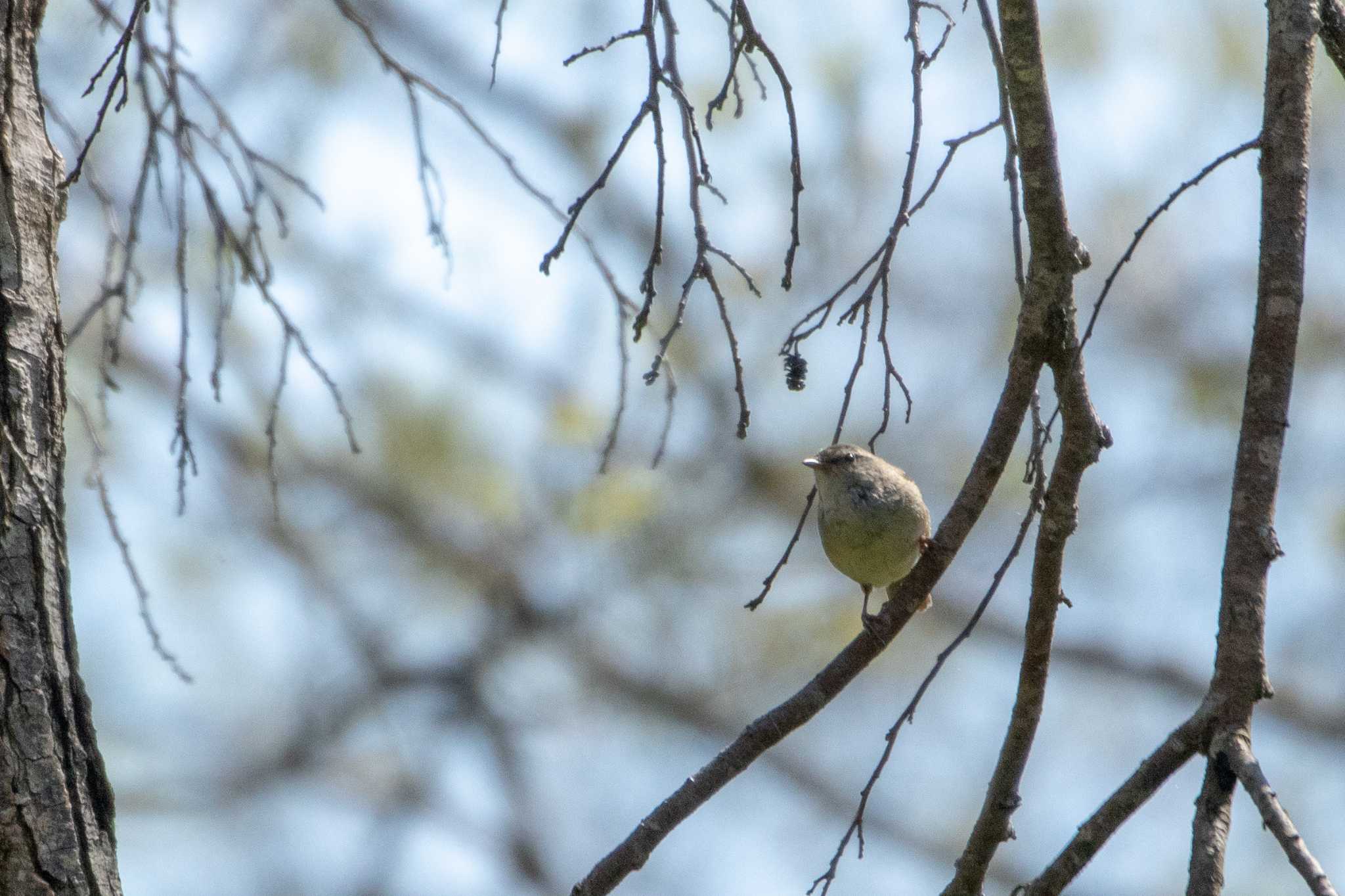 Photo of Japanese Bush Warbler at 荒沢湿原 by かつきち