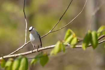 サンショウクイ 荒沢湿原 2019年5月3日(金)