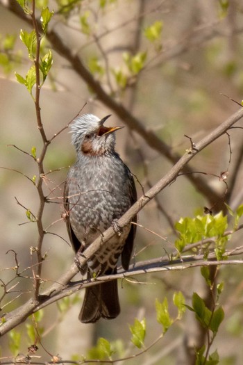 2019年5月3日(金) 荒沢湿原の野鳥観察記録